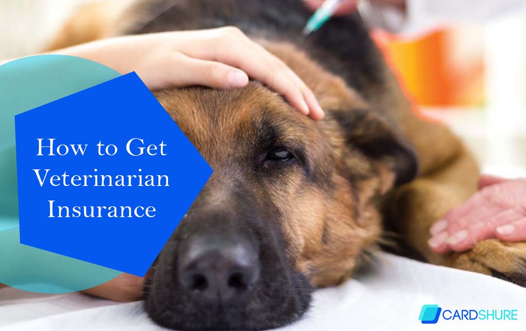 How to Get Veterinarian Insurance